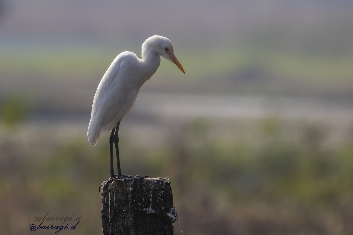 Eastern Cattle-Egret - ML645546424