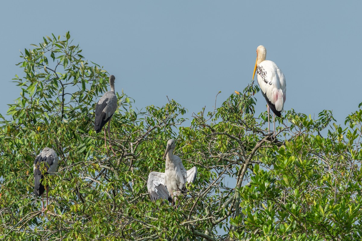 Painted Stork - ML645546425