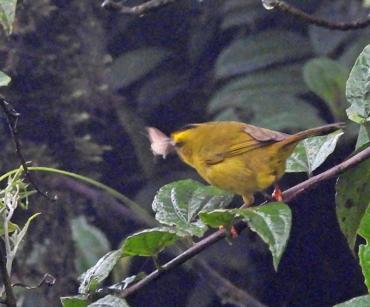 Black-crested Warbler - ML645546426