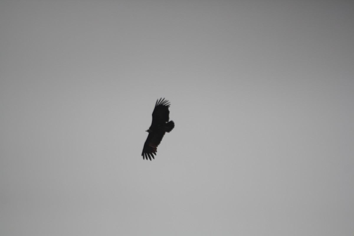 Hooded Vulture - ML645546428