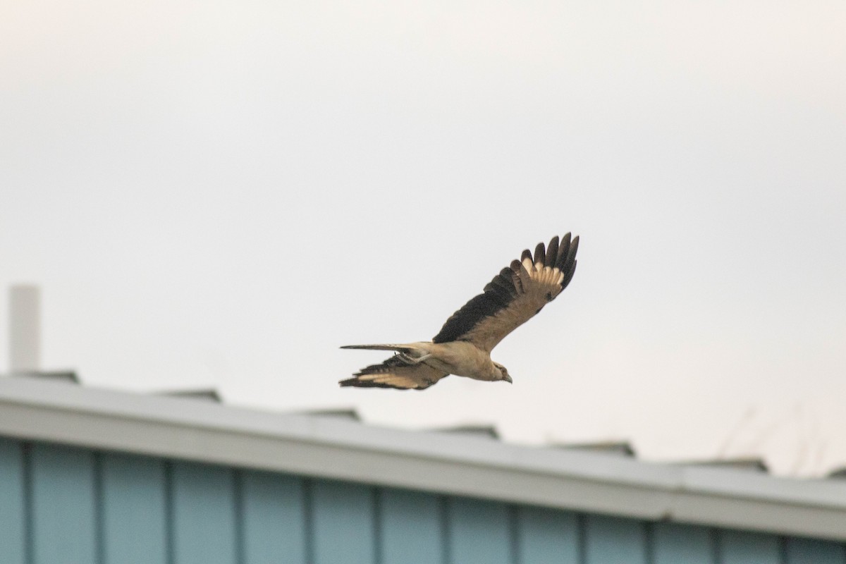 Yellow-headed Caracara - ML645546429