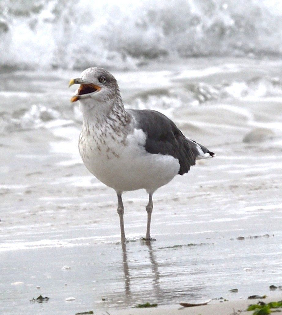 Lesser Black-backed Gull - ML645546430