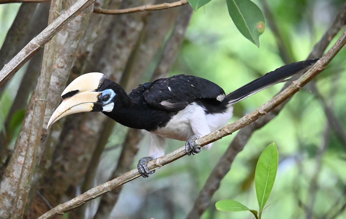 Oriental Pied-Hornbill - ML645546435