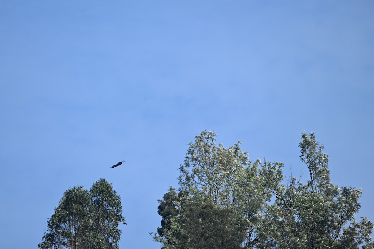 Black Eagle - ML645546436