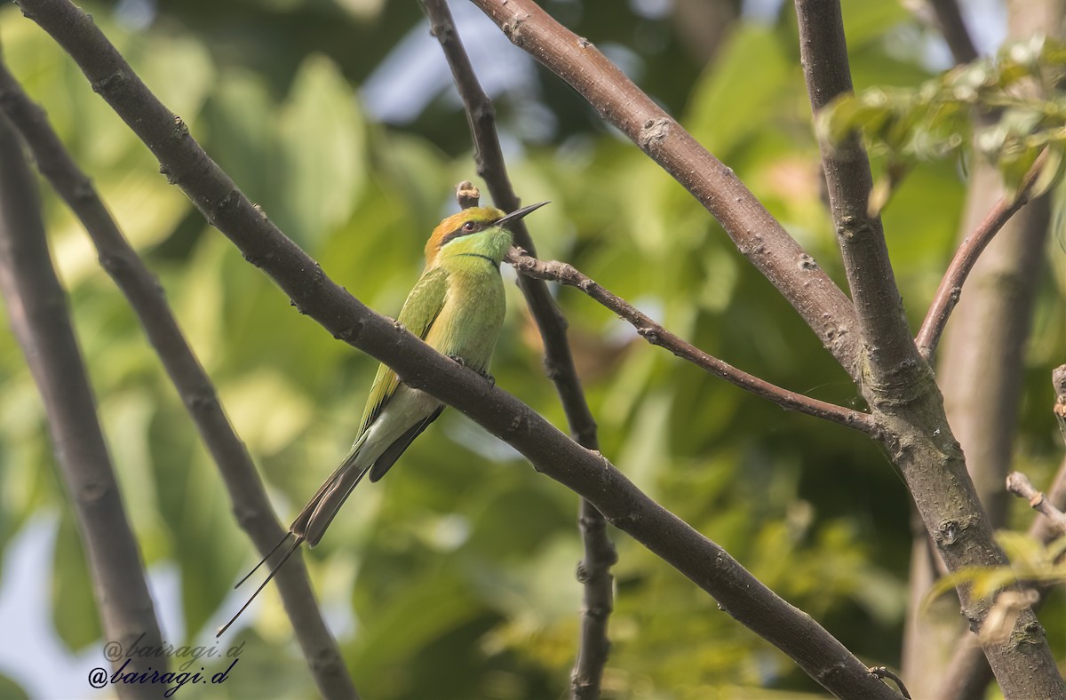 Asian Green Bee-eater - ML645546437