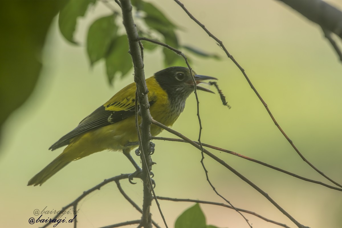 Black-hooded Oriole - ML645546440