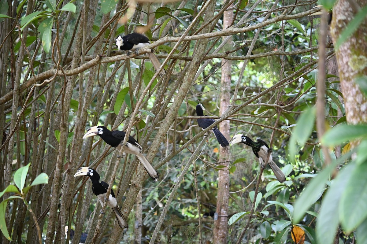 Oriental Pied-Hornbill - ML645546441