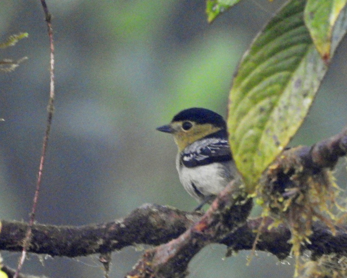 Barred Becard - ML645546442