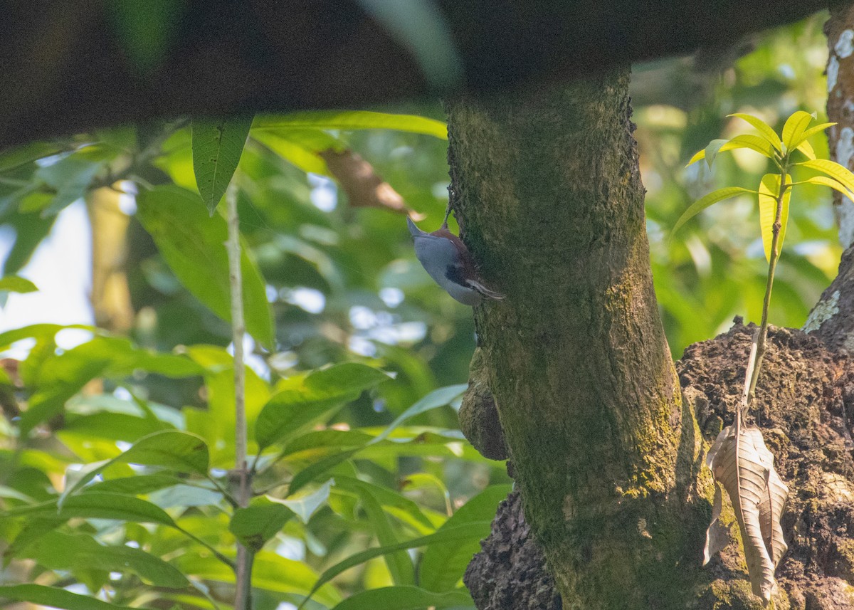 Indian Nuthatch - ML645546443