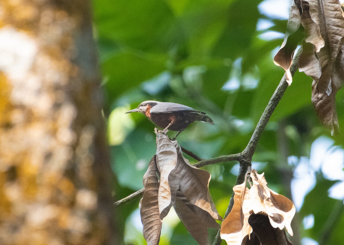 Indian Nuthatch - ML645546444