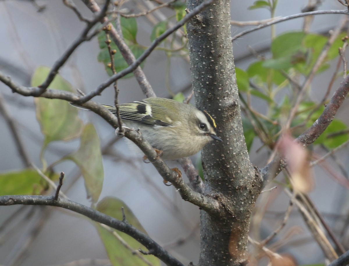 Golden-crowned Kinglet - ML645546445