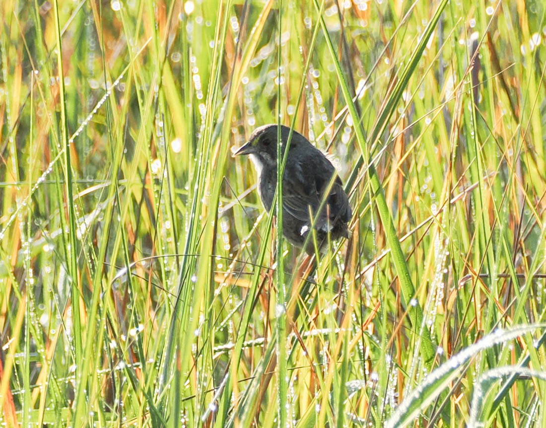 Swamp Sparrow - ML645546446
