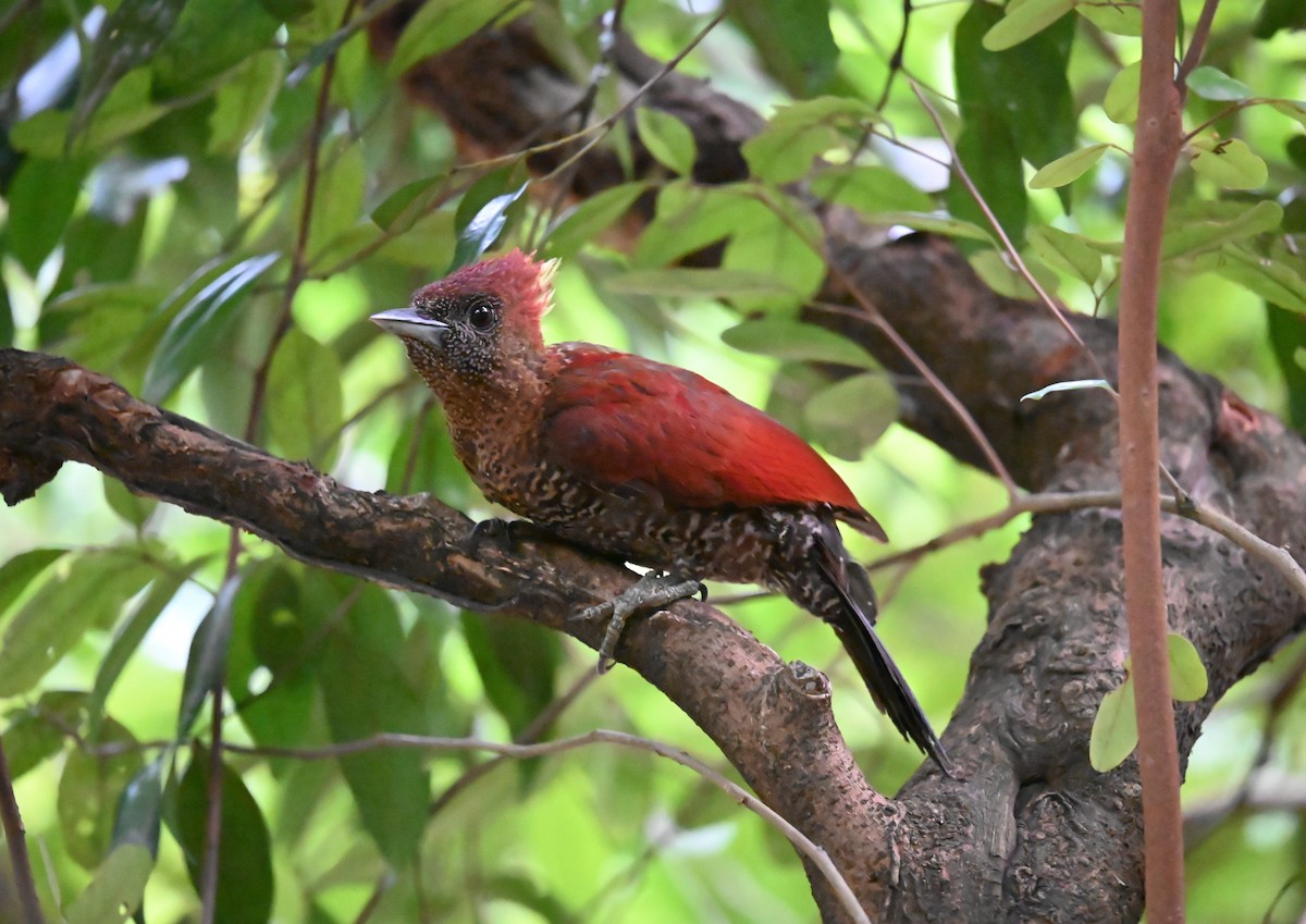 Banded Woodpecker - ML645546447