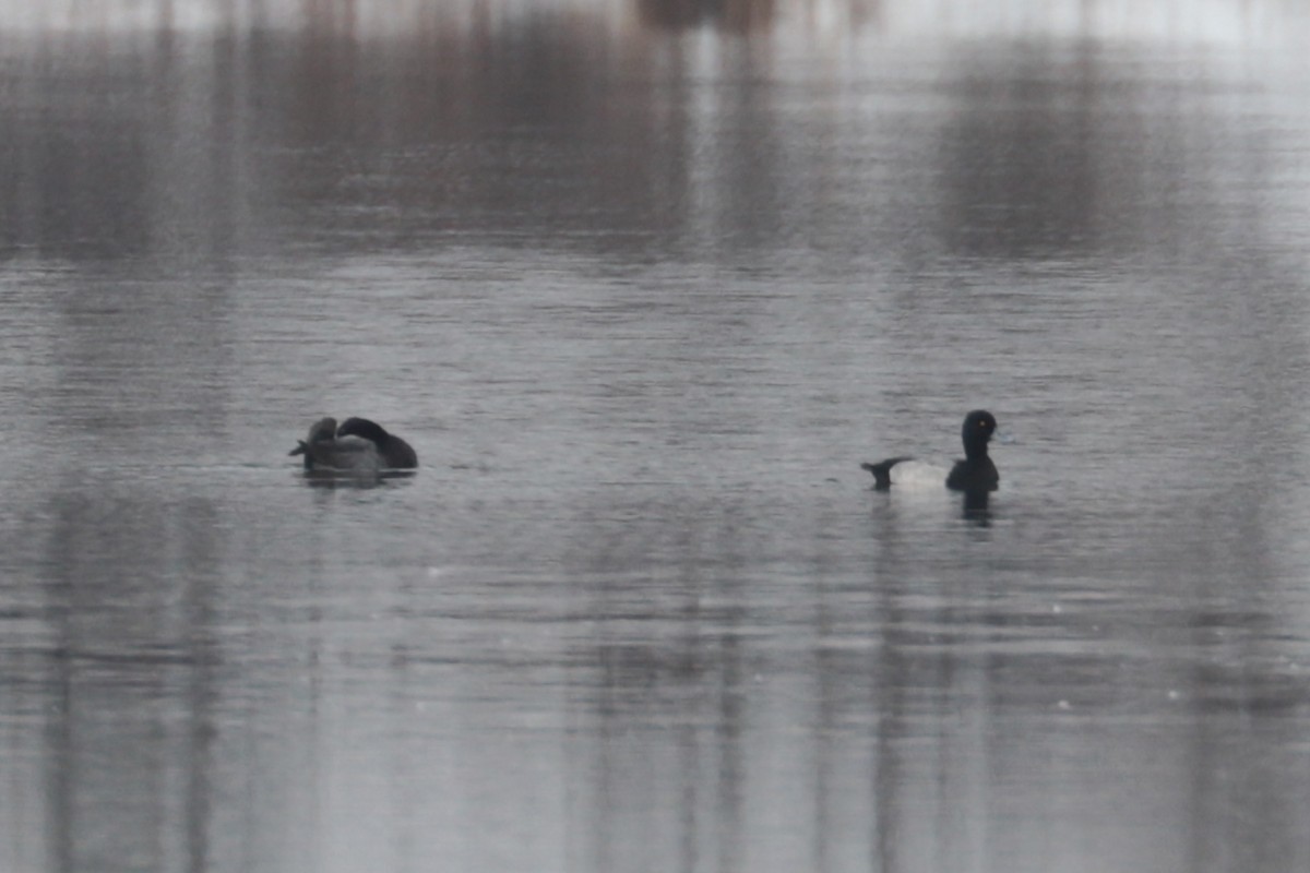 Lesser Scaup - ML645546448