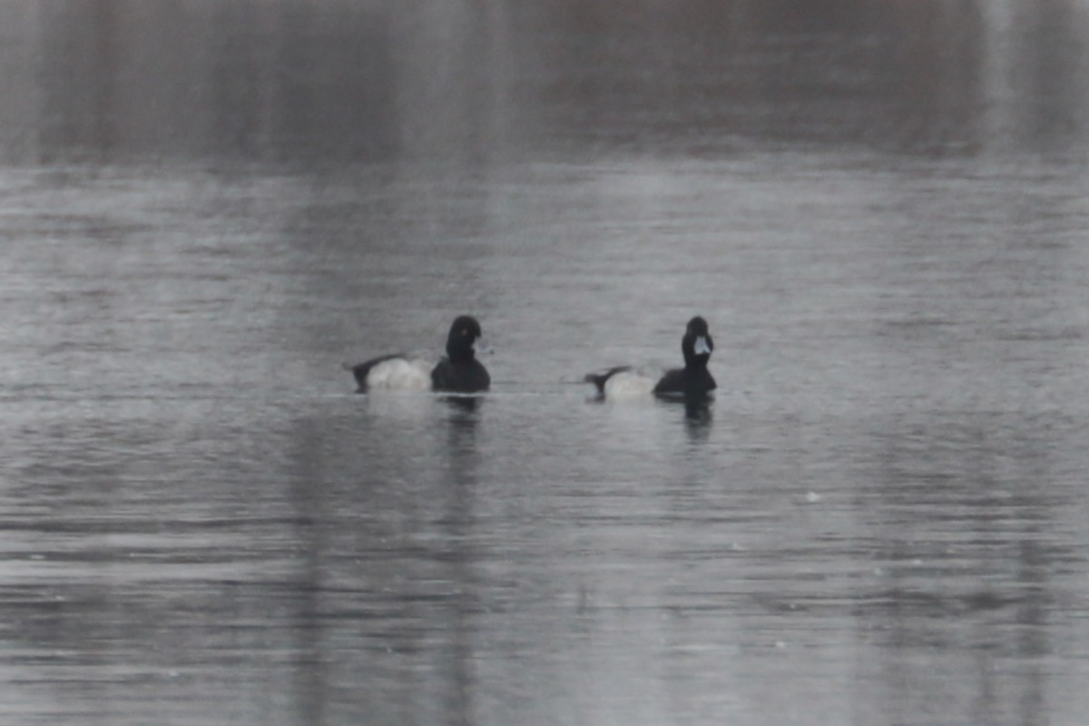 Lesser Scaup - ML645546449