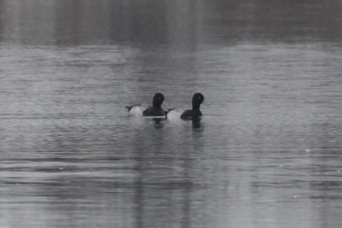 Lesser Scaup - ML645546450