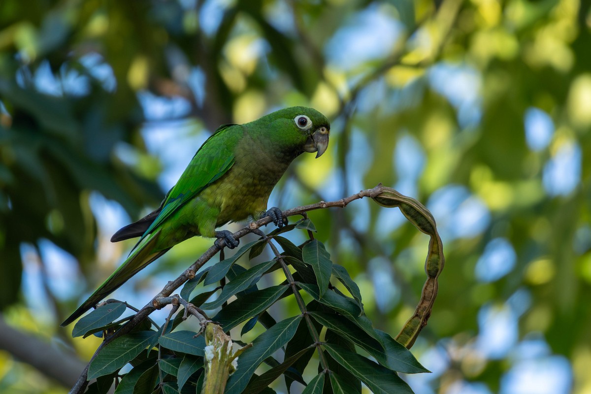 Olive-throated Parakeet - ML645546456