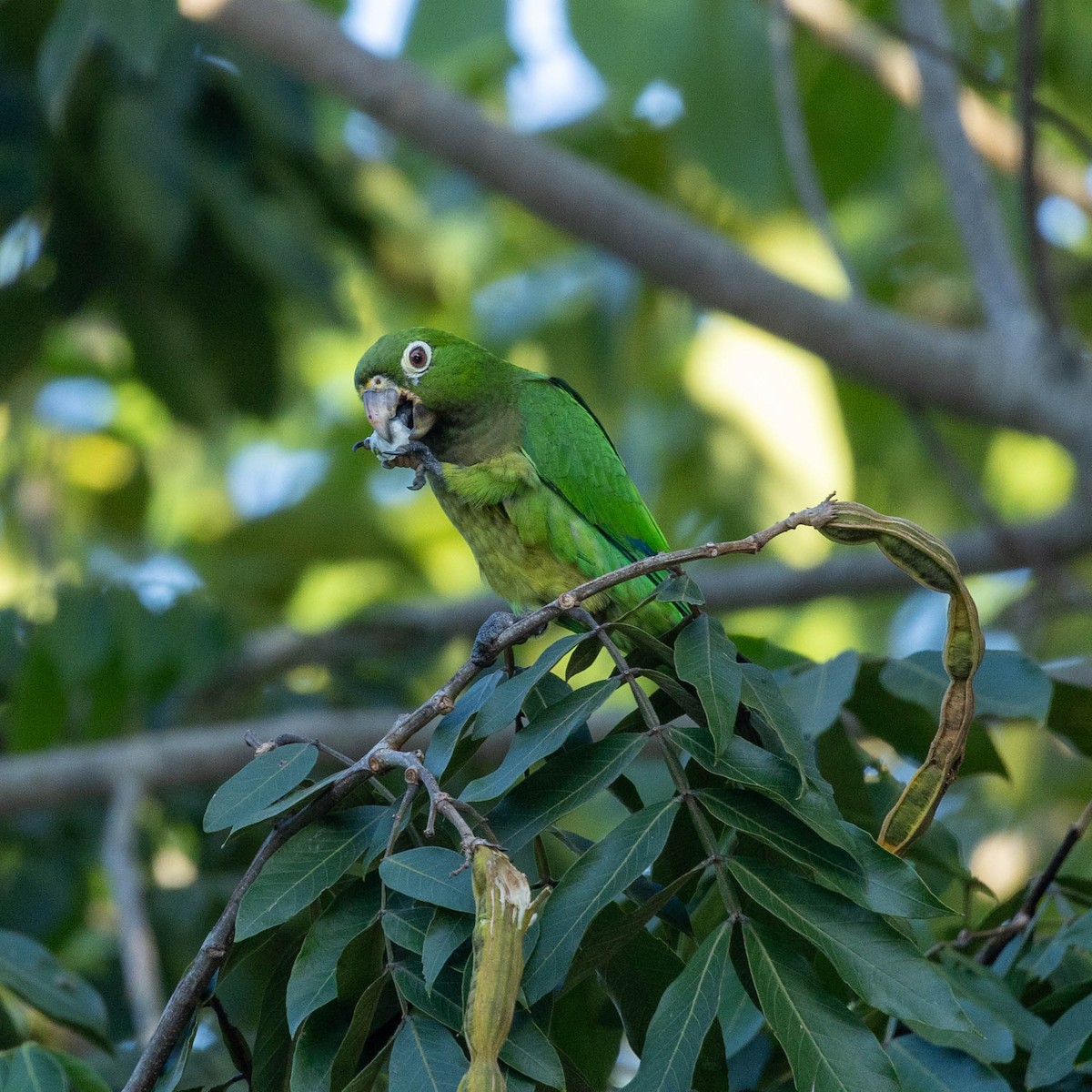 Olive-throated Parakeet - ML645546457