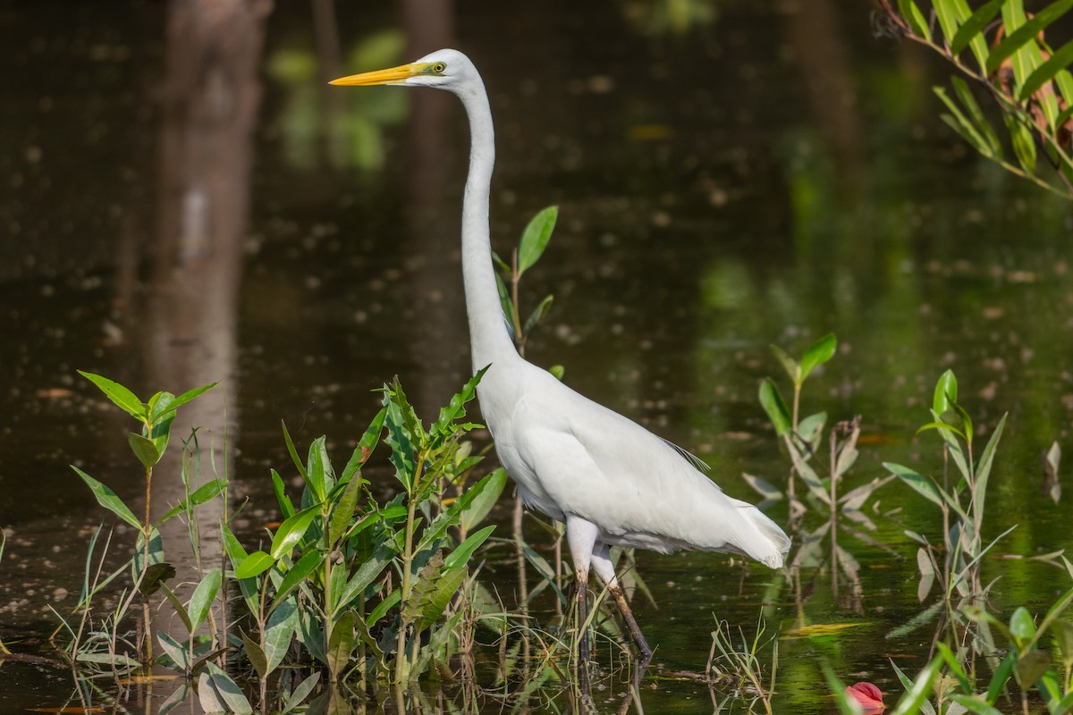 Medium Egret - ML645546466