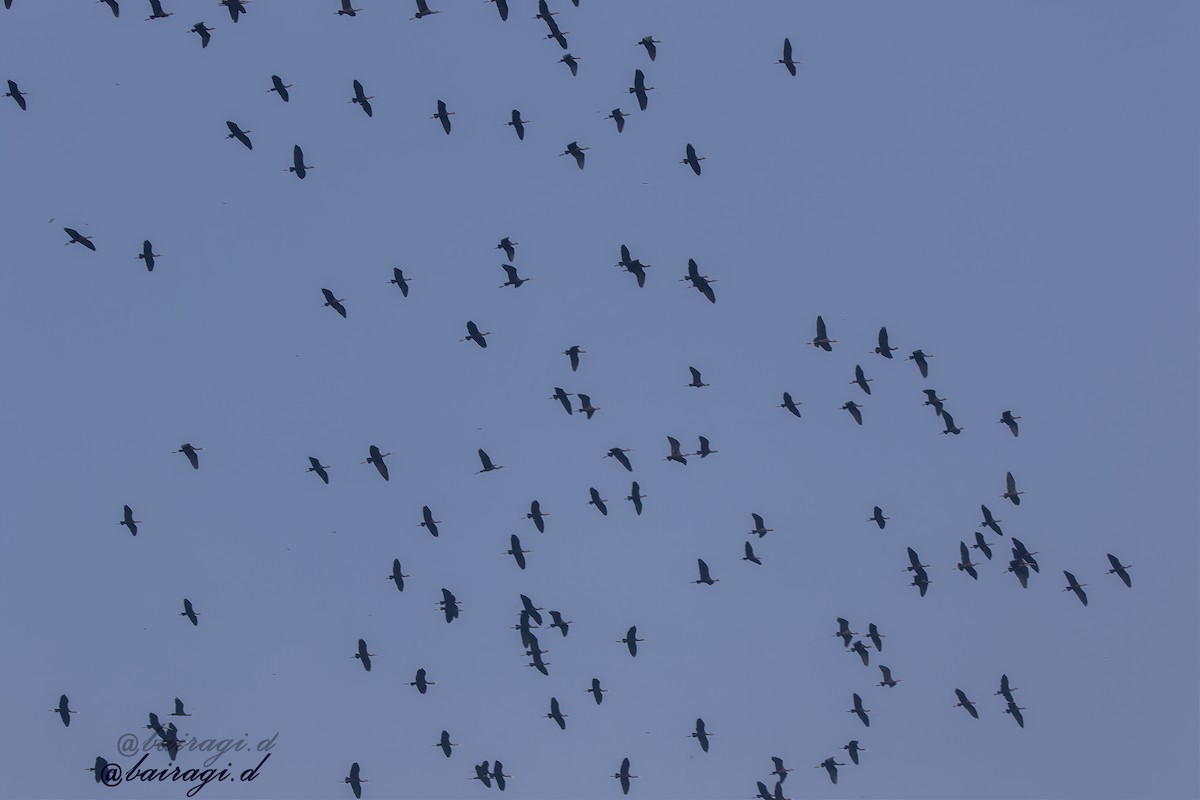 Glossy Ibis - ML645546469