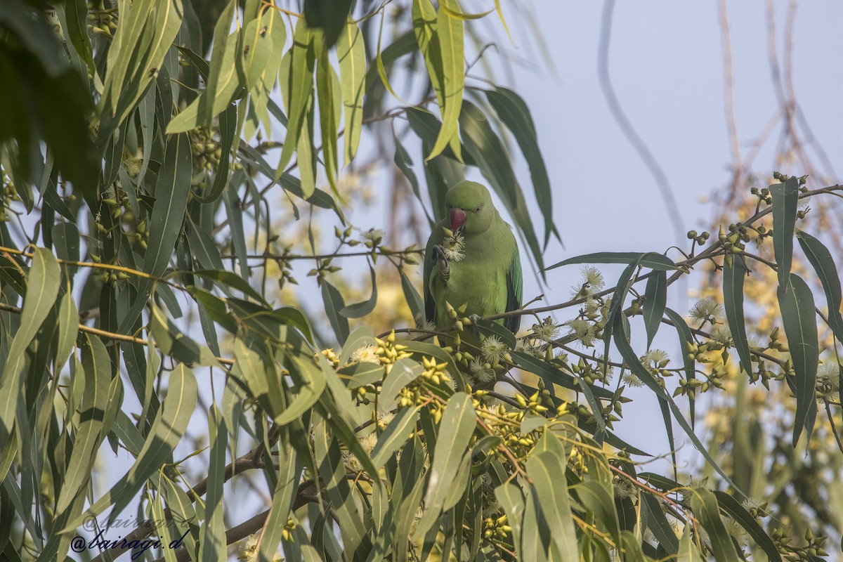 Rose-ringed Parakeet - ML645546474