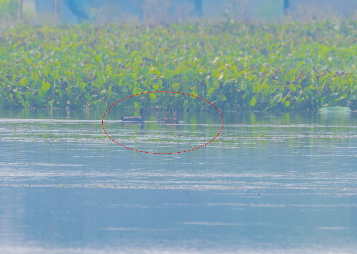 Gadwall - ML645546475