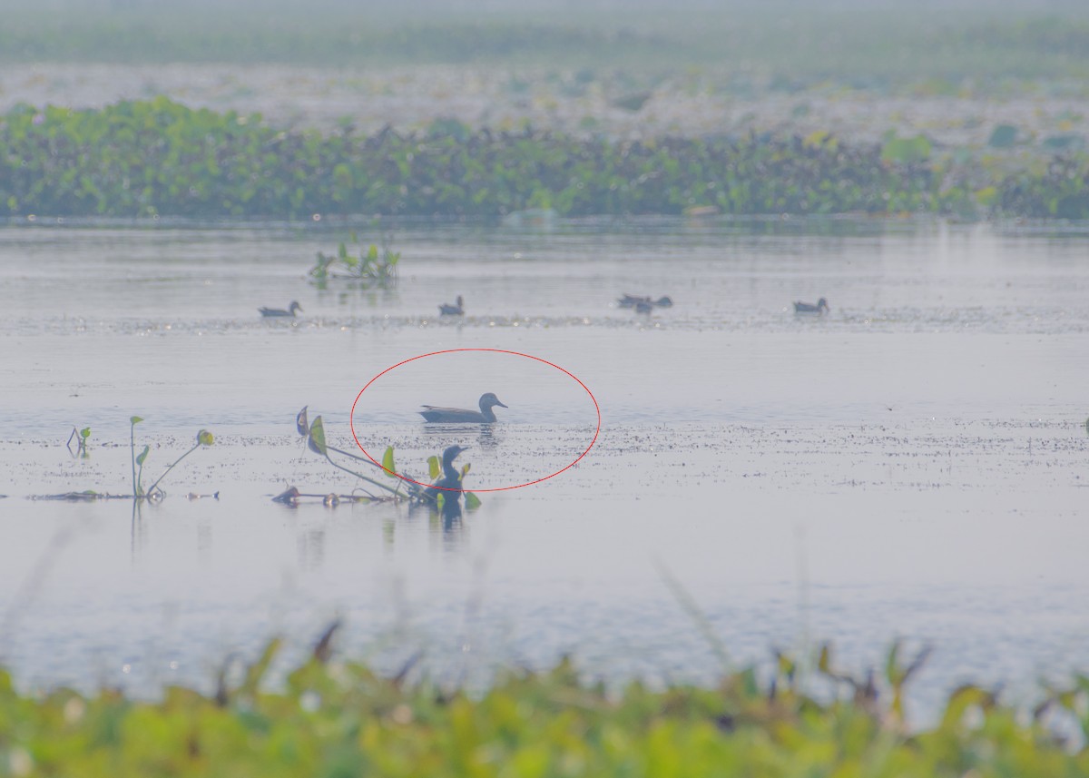 Gadwall - ML645546476