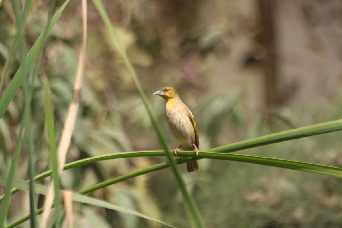 Village Weaver - ML645546477