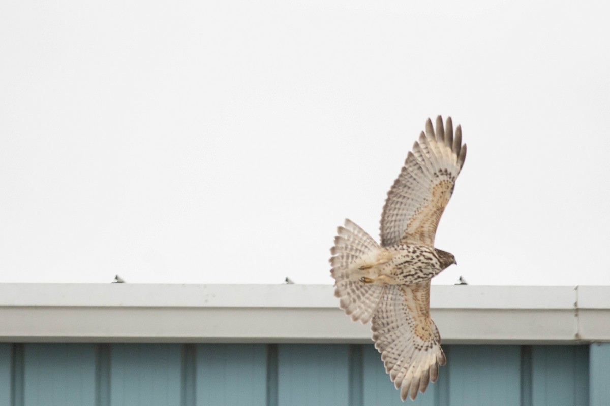 Red-shouldered Hawk - ML645546480
