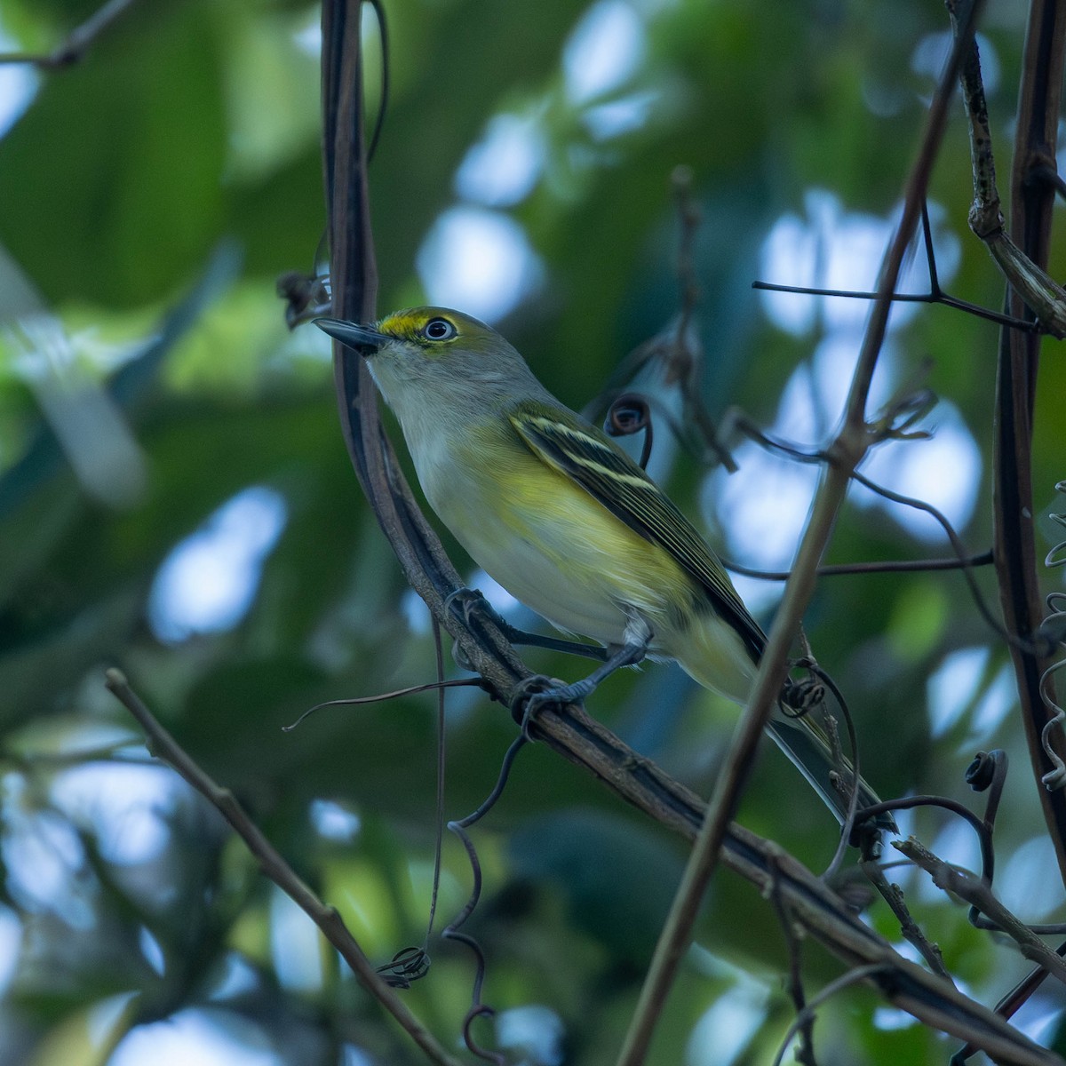 White-eyed Vireo - ML645546481
