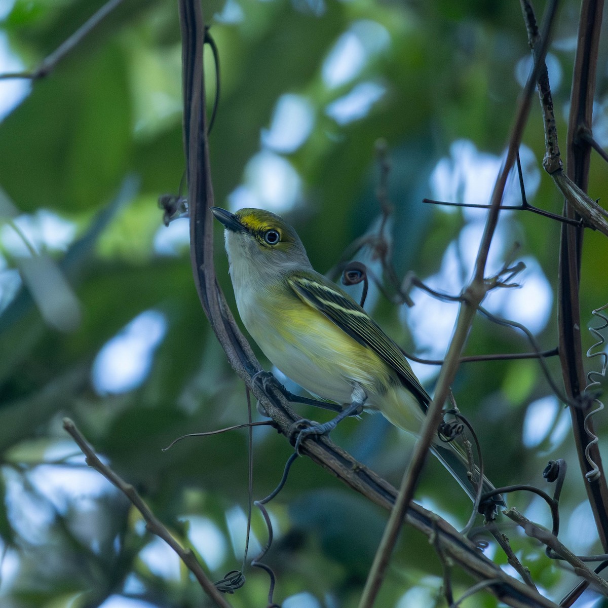 White-eyed Vireo - ML645546482