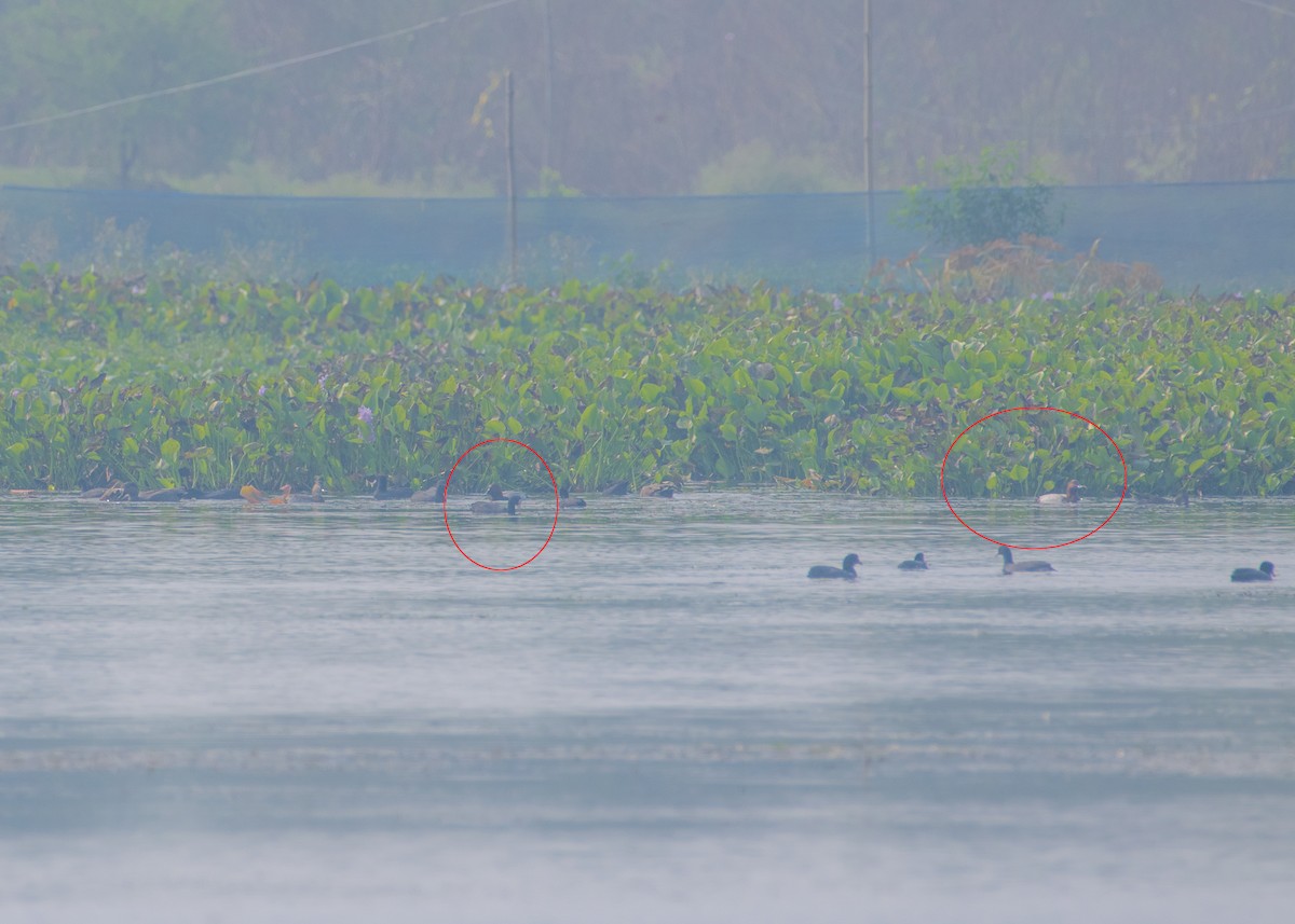 Common Pochard - ML645546483