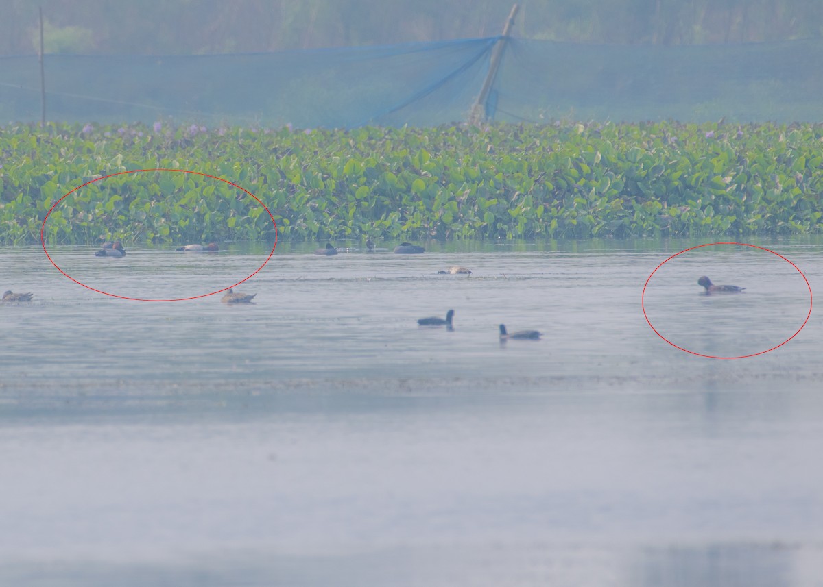 Common Pochard - ML645546484