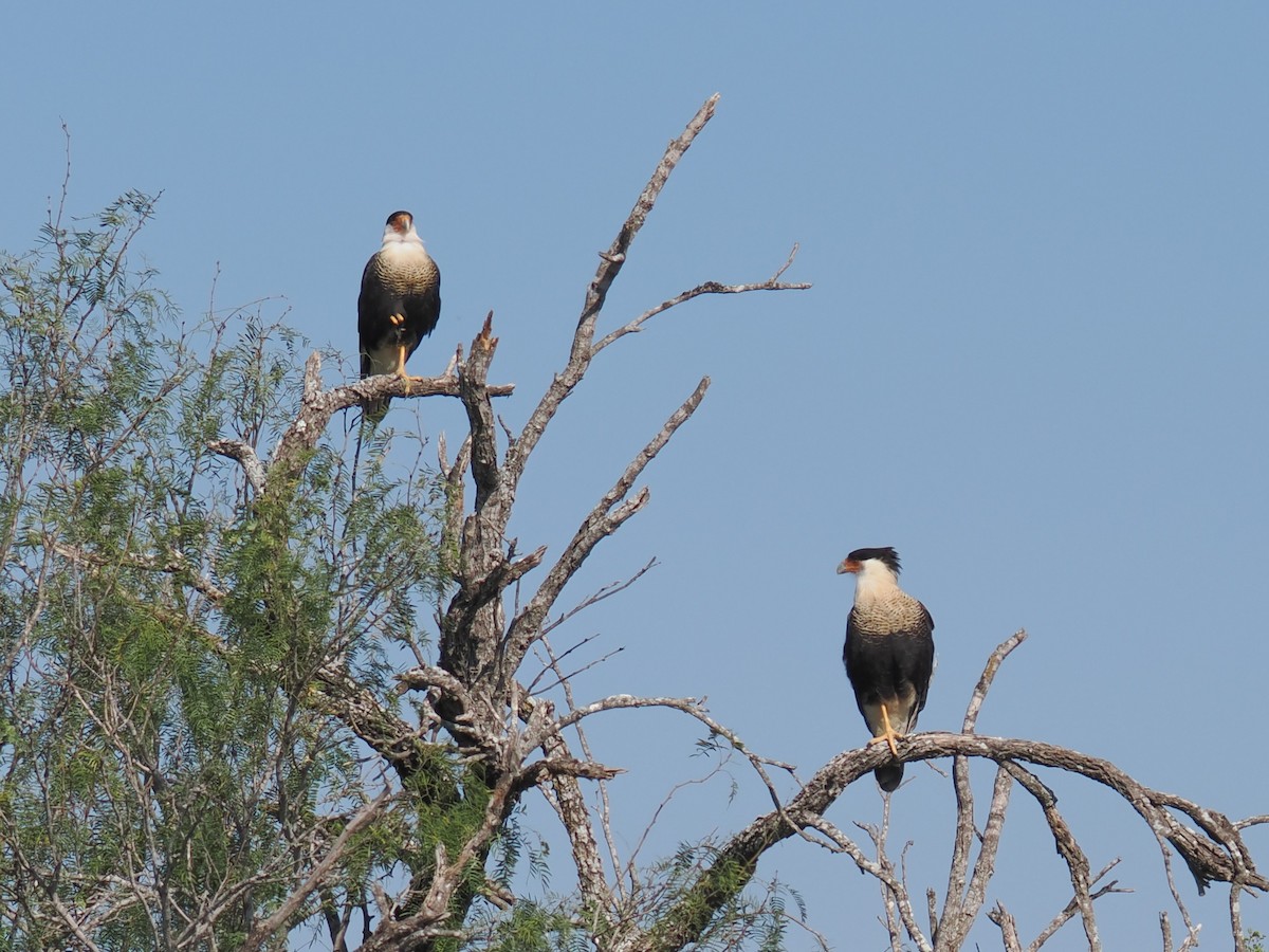Crested Caracara - ML645546485