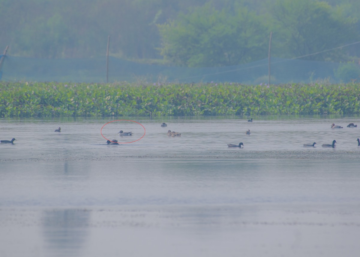 Northern Pintail - ML645546488