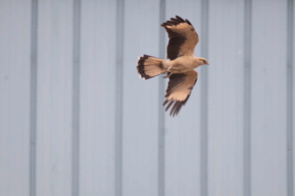 Yellow-headed Caracara - ML645546491