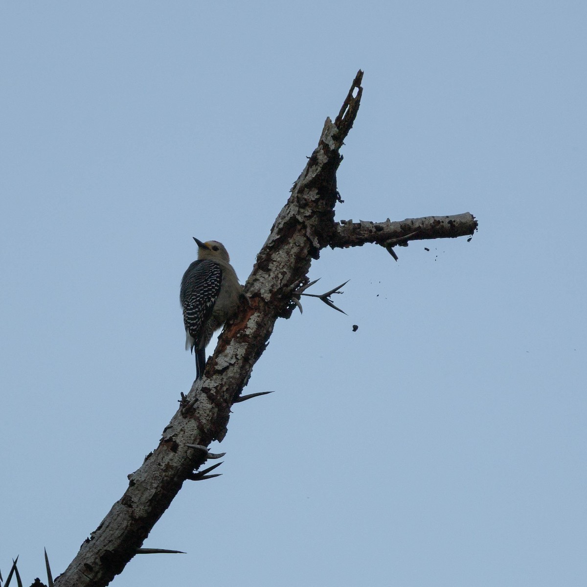 Yucatan Woodpecker - ML645546495