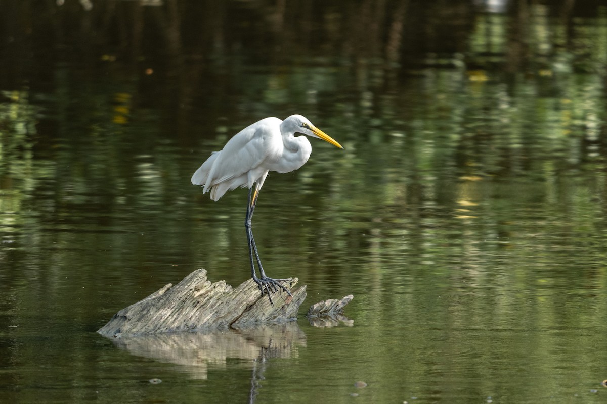 Great Egret - ML645546496