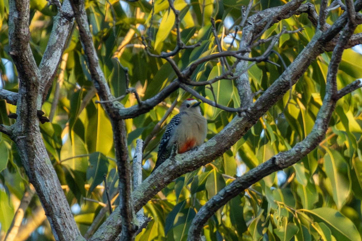 Yucatan Woodpecker - ML645546497