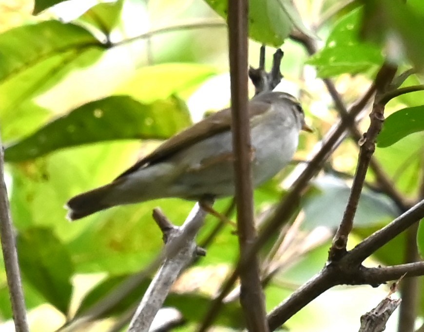 Arctic Warbler - ML645546503