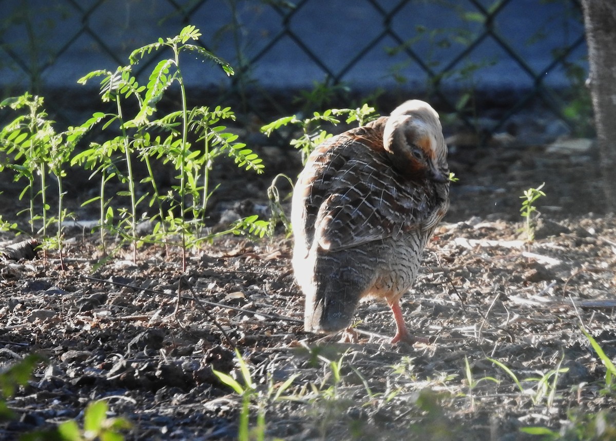 Gray Francolin - ML645546512