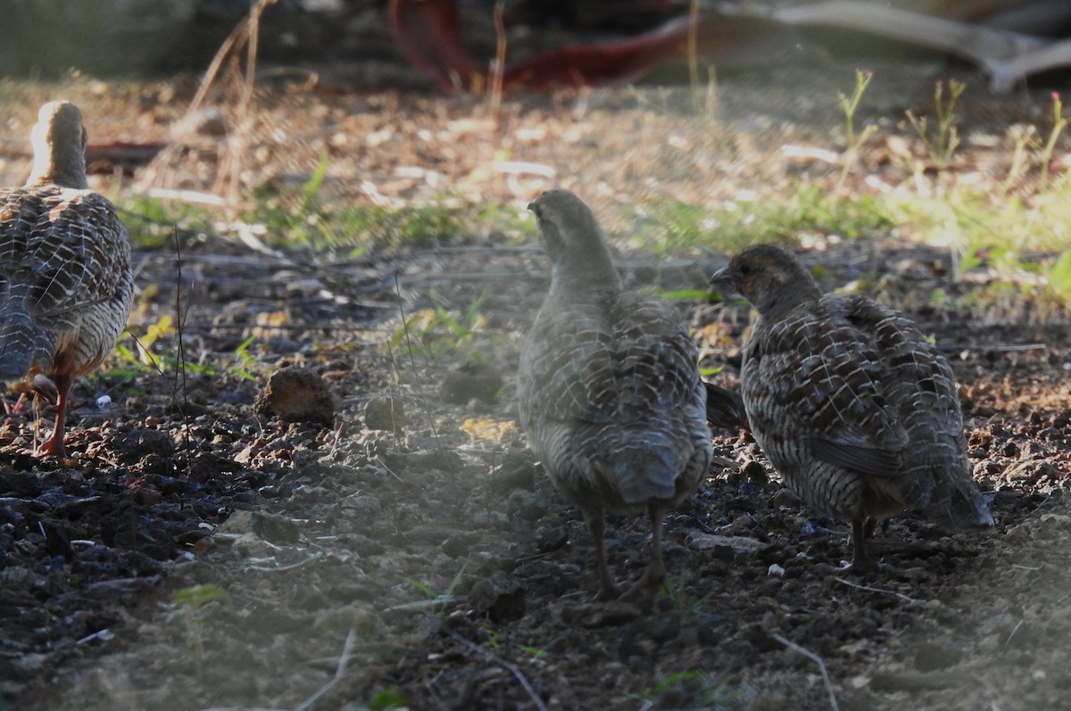 Gray Francolin - ML645546513
