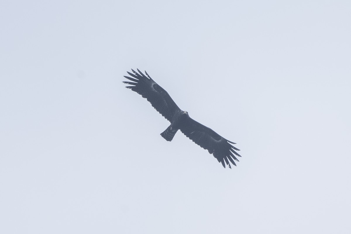 Black Eagle - ML645546514