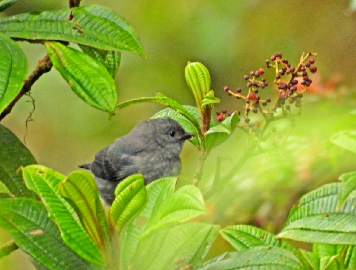 Blackish Tapaculo - ML645546526