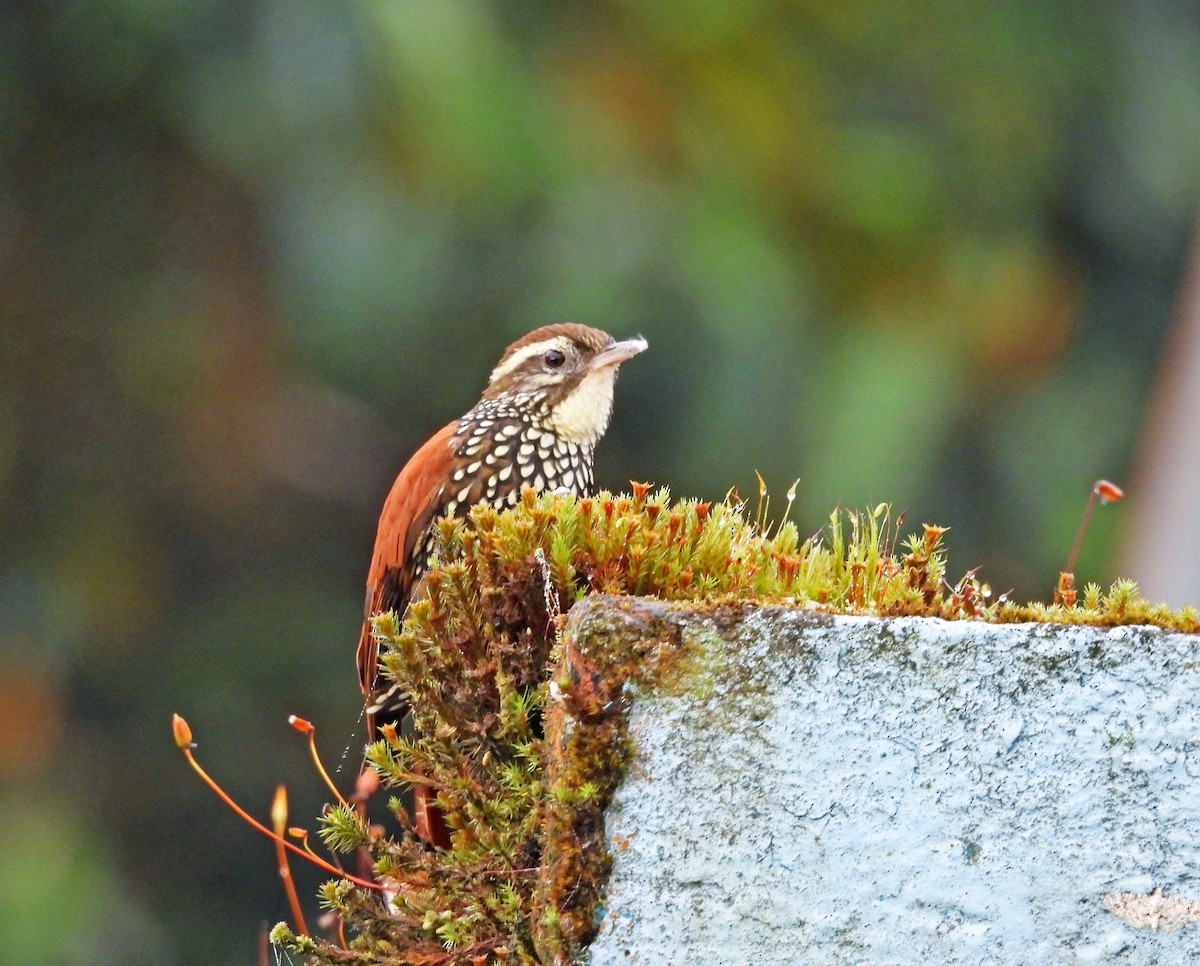 Pearled Treerunner - ML645546528