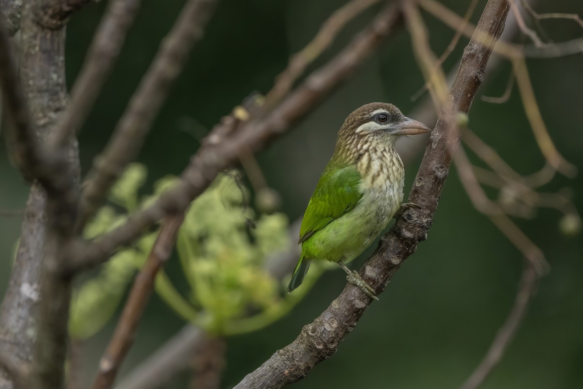 White-cheeked Barbet - ML645546529