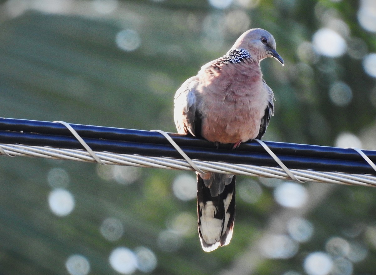 Spotted Dove - ML645546530