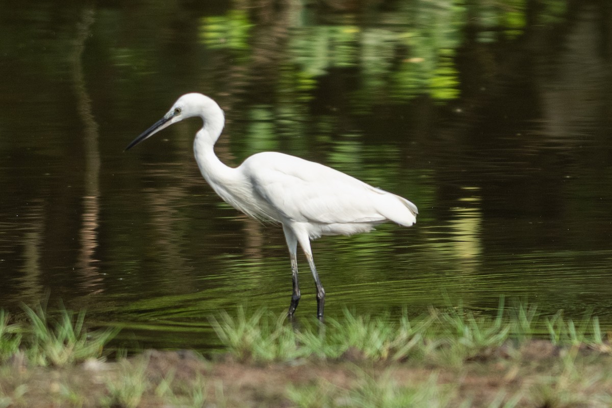 Little Egret - ML645546531