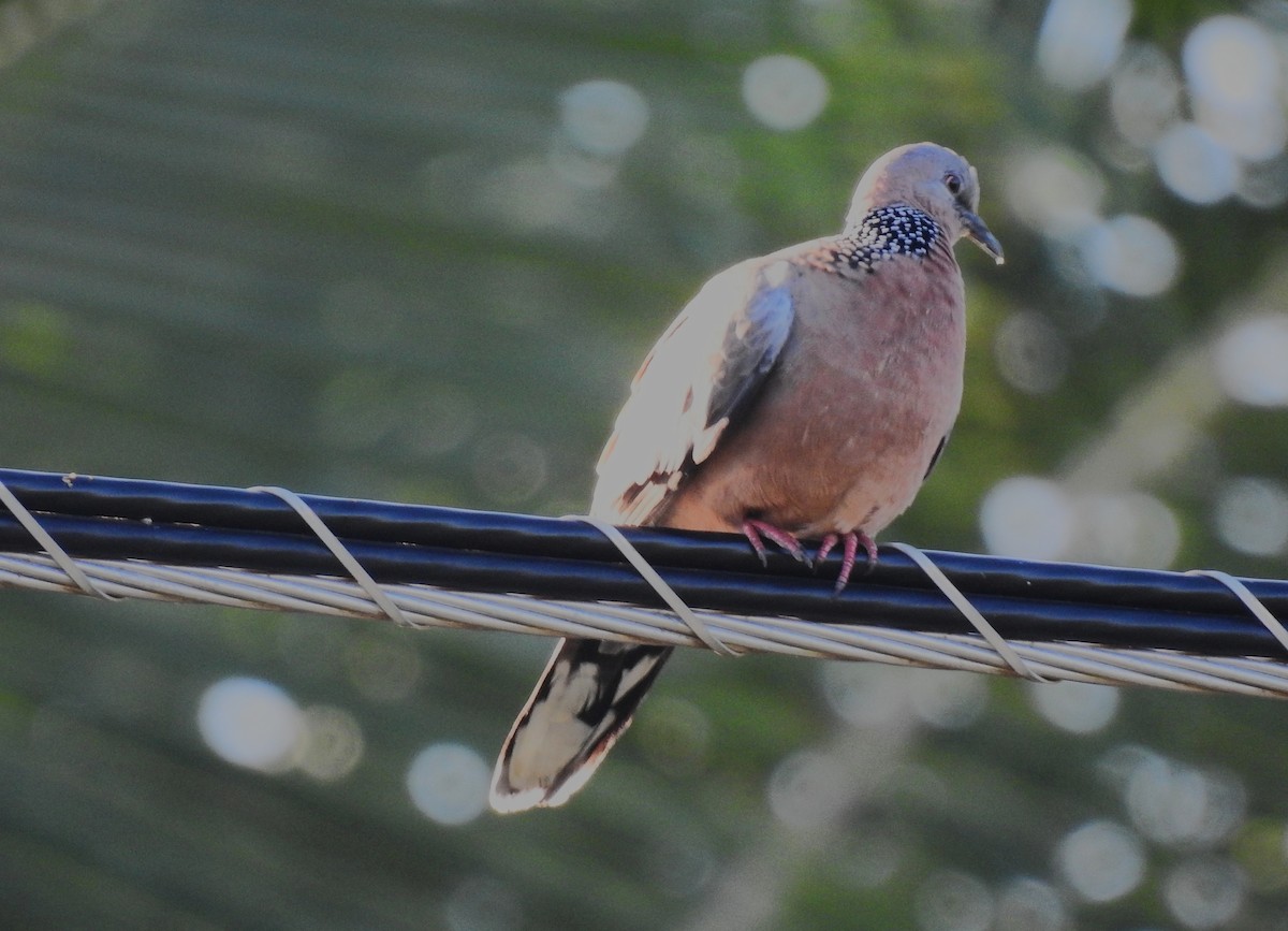 Spotted Dove - ML645546532