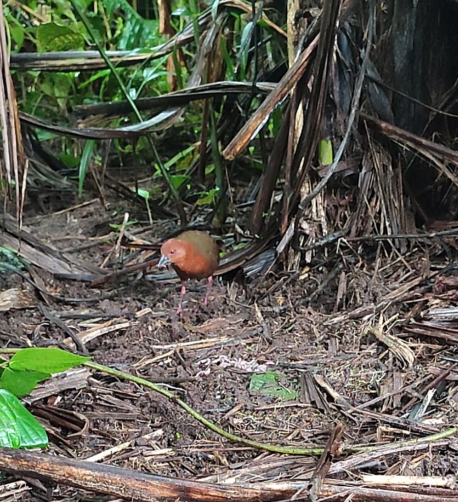 Black-banded Crake - ML645546534